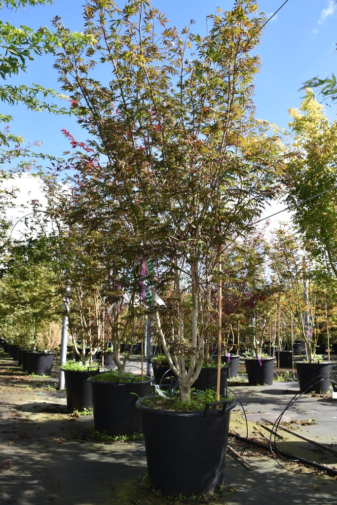 [P] Koelreuteria paniculata cont. 70L 175-200 cm multistam