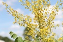 Koelreuteria paniculata cont. 70L 175-200 cm multi-stem