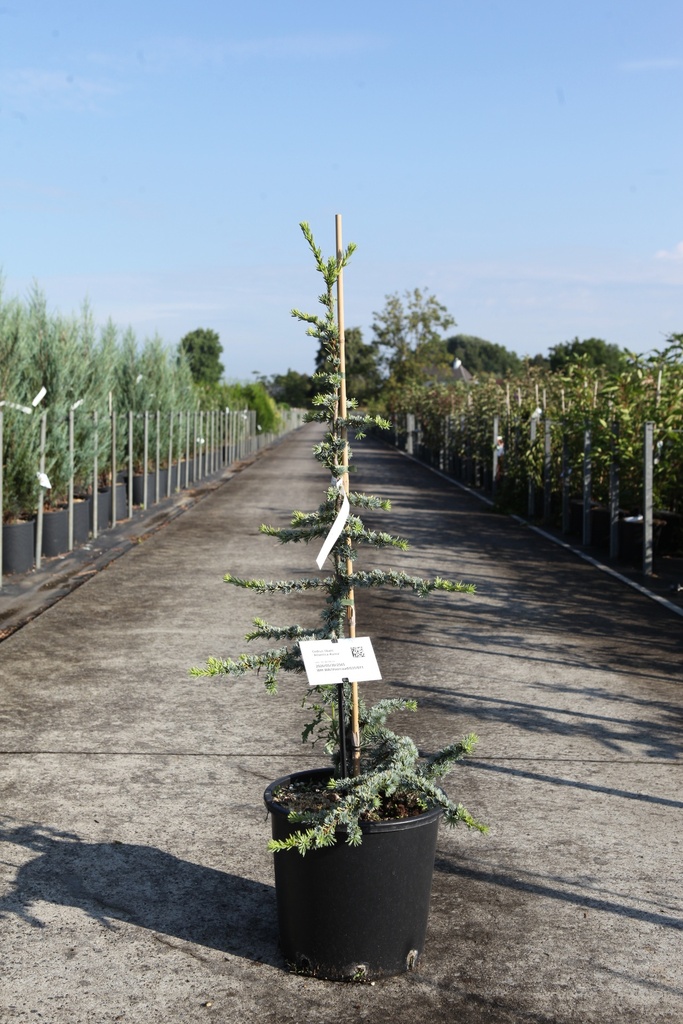 [P] Cedrus libani 'Atlantica Aurea' cont. 15L 80-100 cm