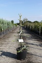Cedrus libani 'Atlantica Aurea' cont. 15L 80-100 cm