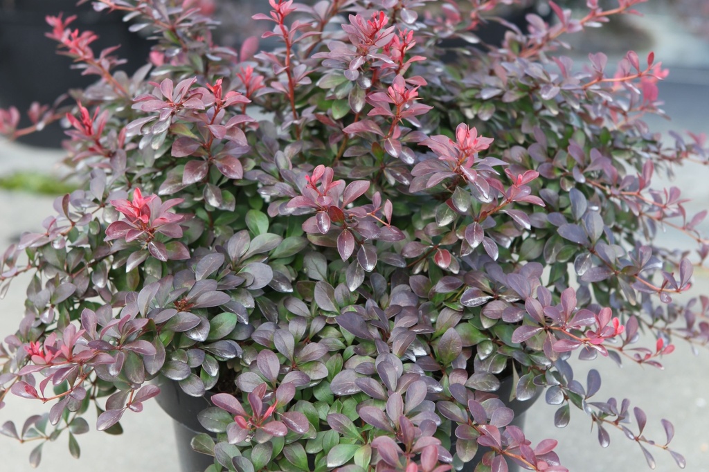 Berberis thunbergii 'Atropurpurea Nana' cont. 0,4L (P9) plantgoed
