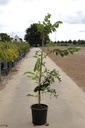 Styrax japonica 'Big Cascade' cont. 25L 150/+ cm