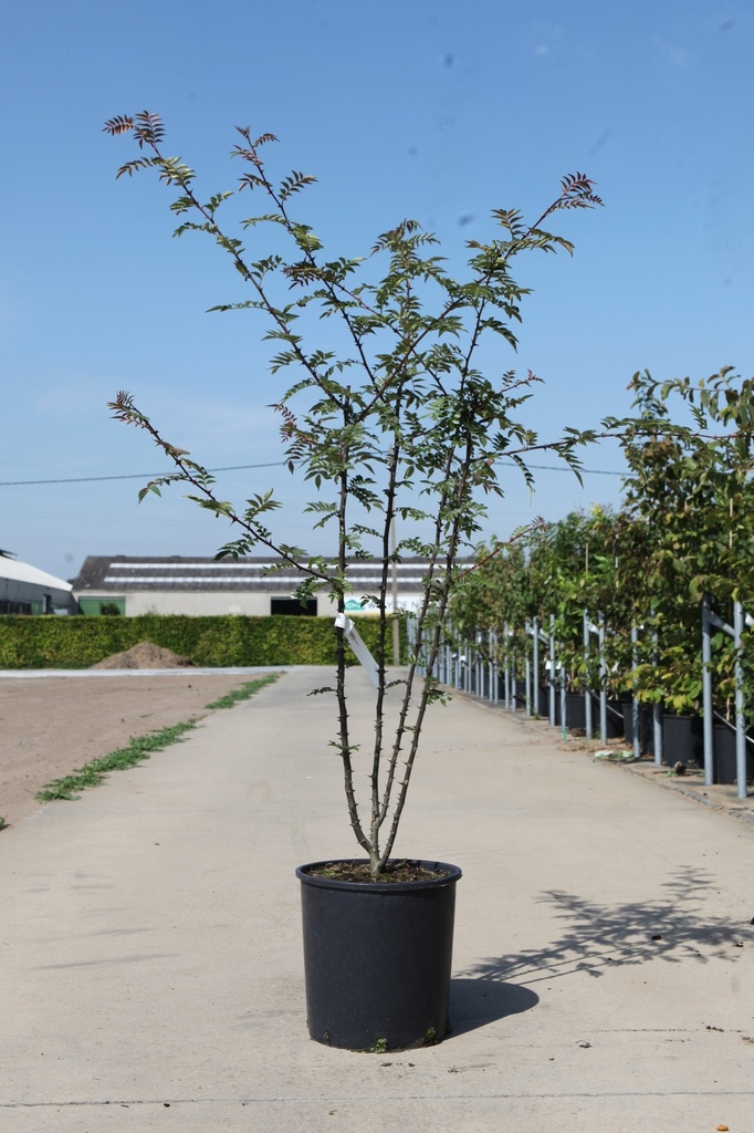 [P] Zanthoxylum bungeanum cont. 18L 125/+ cm