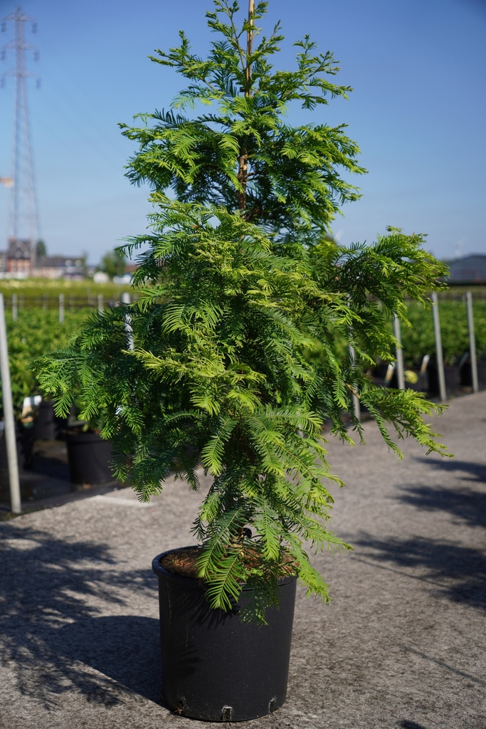 [P] Metasequoia glyptostroboides 'Chubby' cont. 15L 80-100 cm