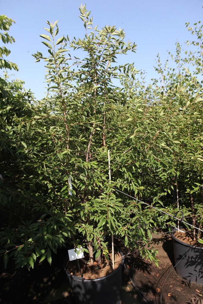Prunus ROYAL FLAME (PBR) cont. 90L 200-250 cm Multistamm