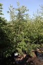 Prunus ROYAL FLAME (PBR) cont. 90L 200-250 cm Multistamm