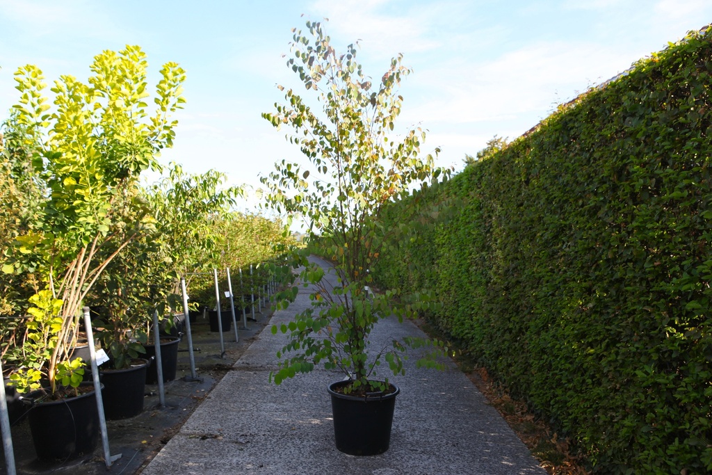 Cercidiphyllum japonicum 'Magma' cont. 50L 150-175 cm