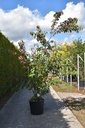 Cornus asperifolia 'Sunshiny Drops' kont. 70L 200-250 cm