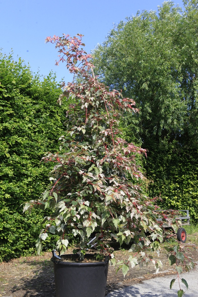[P] Acer conspicuum 'Red Flamingo' cont. 70L 200/+ cm