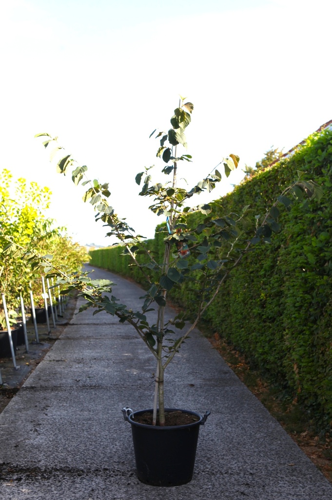 [P] Hamamelis intermedia 'Diane' cont. 50L 150-175 cm