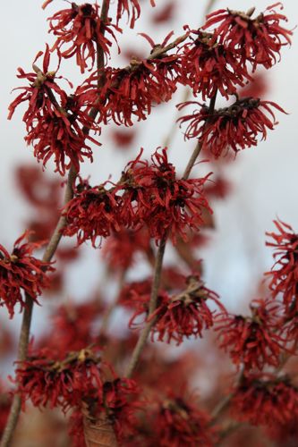 [P] Hamamelis intermedia 'Diane' cont. 50L 150-175 cm