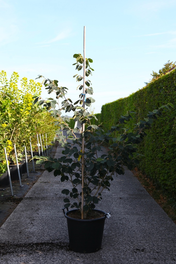 [P] Hamamelis intermedia 'Pallida' cont. 50L 150-175 cm