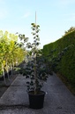 Hamamelis intermedia 'Pallida' cont. 50L 150-175 cm