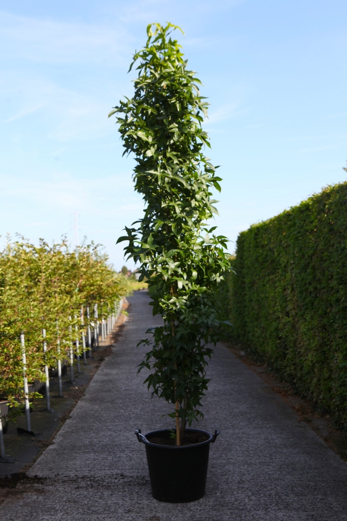 [P] Liquidambar styraciflua 'Slender Silhouette' cont. 50L 200-250 cm