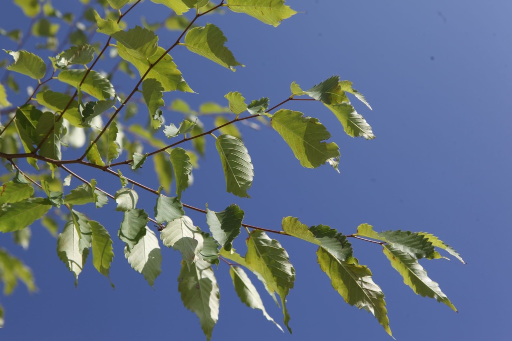 [P] Zelkova carpinifolia 'Verschaffeltii' cont. 90L 175-200 cm
