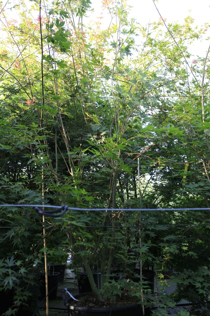 Acer palmatum BROWN SUGAR (PBR) cont. 100L 200/+ cm