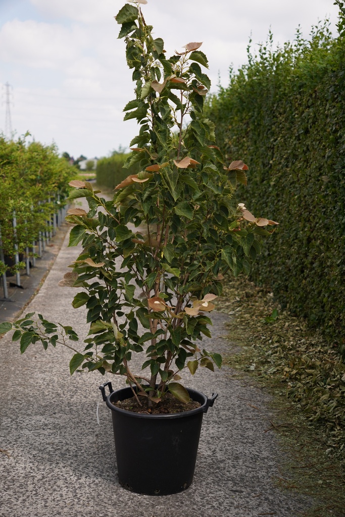 [P] Tilia henryana 'Arnold Select' cont. 50L 150-175 cm