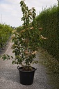 Tilia henryana 'Arnold Select' cont. 50L 150-175 cm