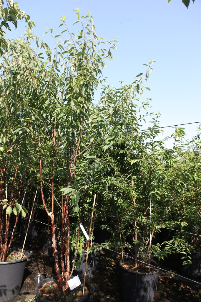Prunus 'Branklyn' cont. 100L 250-300 cm