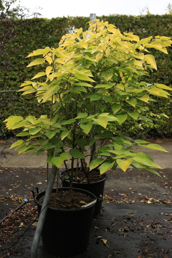 [P] Broussonetia papyrifera 'Golden Shadow' cont. 70L 150/+ cm
