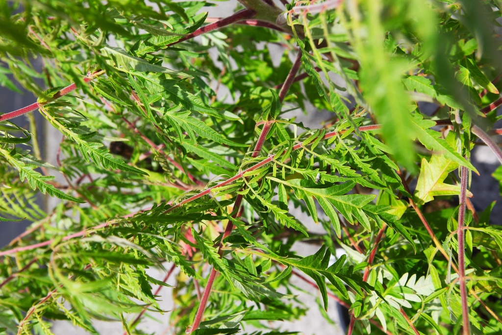 Rhus typhina First Editions® TIGER EYES® (PBR) cont. 70L 125/+ cm