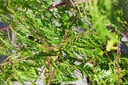 Rhus typhina First Editions® TIGER EYES® (PBR) cont. 70L 125/+ cm