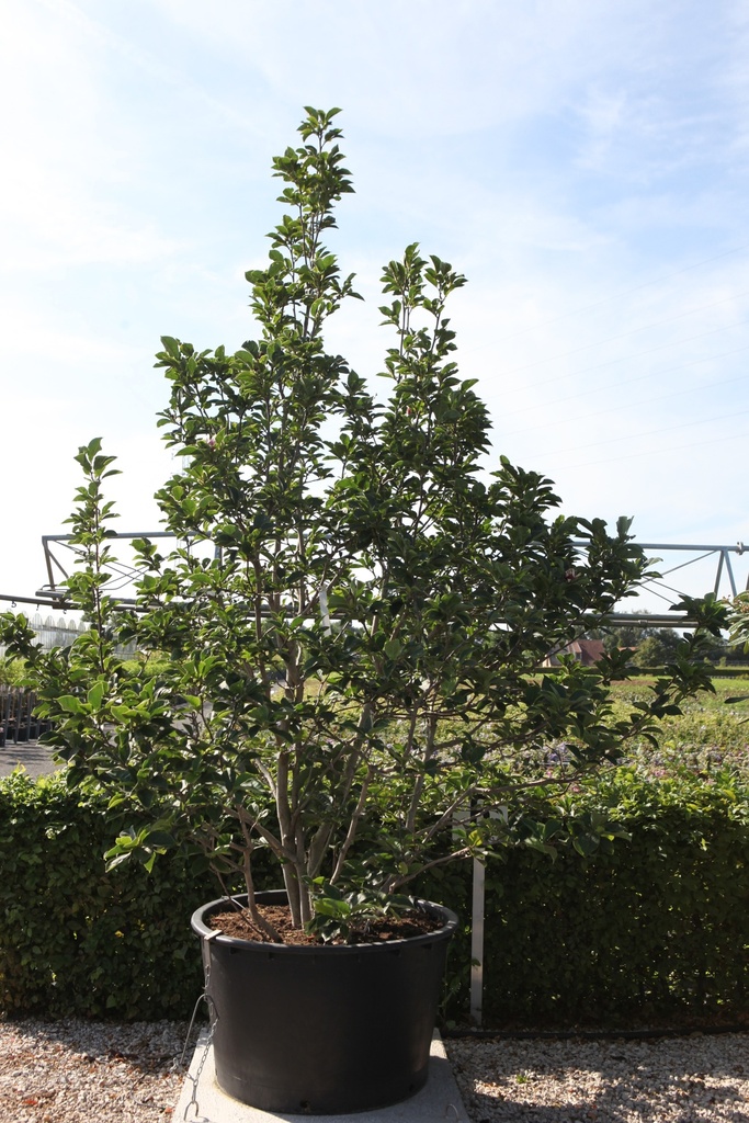 Magnolia soulangeana 'Alba Superba' cont. 285L 200-250 cm specimen