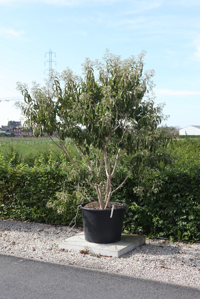 [P] Heptacodium miconioides cont. 130L 200/+ cm