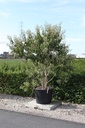 Heptacodium miconioides cont. 130L 200/+ cm