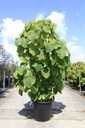 Alchornea davidii cont. 35L 125-150 cm