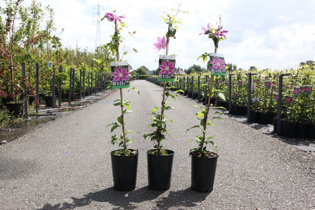 Clematis 'Dr Ruppel' cont. 3L high 80-100 cm +ф