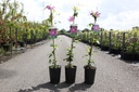 Clematis 'Dr Ruppel' cont. 3L high 80-100 cm +p