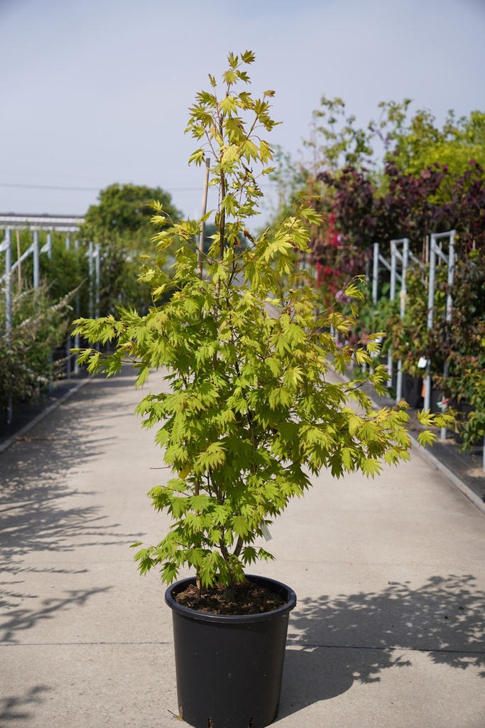 [P] Acer shirasawanum MOONRISE (PBR) cont. 25L 100/+ cm