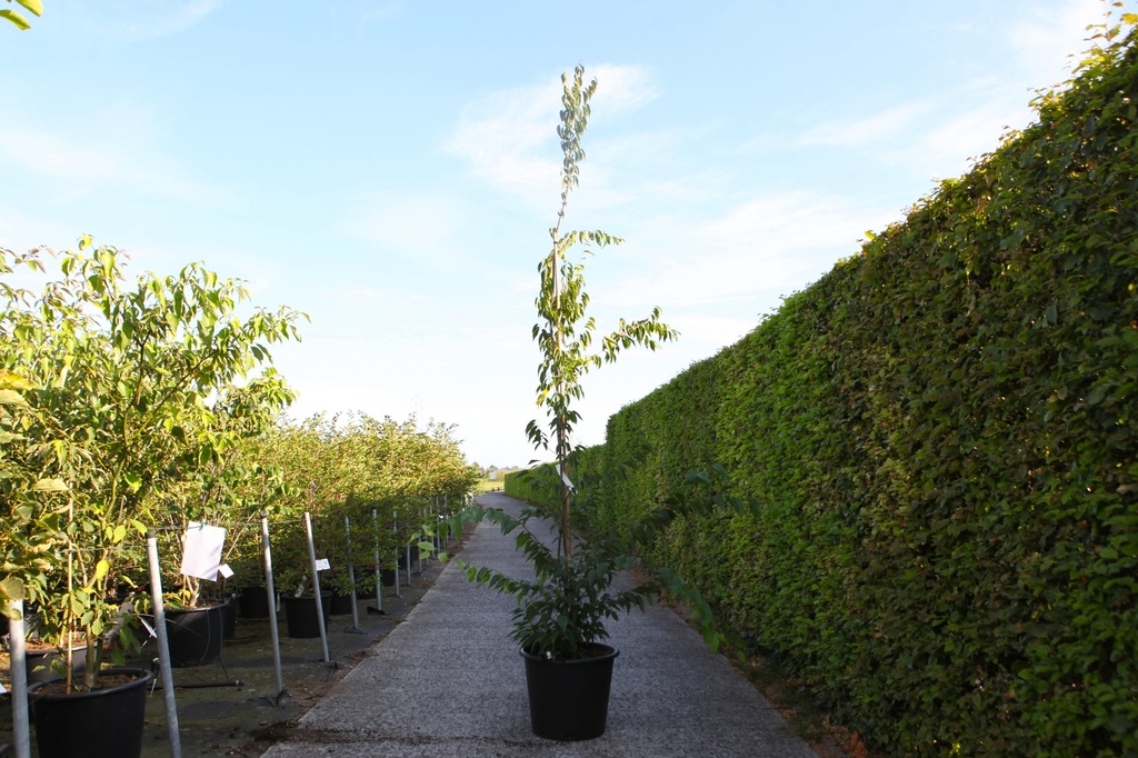 [P] Carpinus caroliniana 'Autumn Fire' cont. 50L 250/+ cm