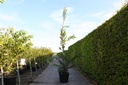Carpinus caroliniana 'Autumn Fire' cont. 50L 250/+ cm
