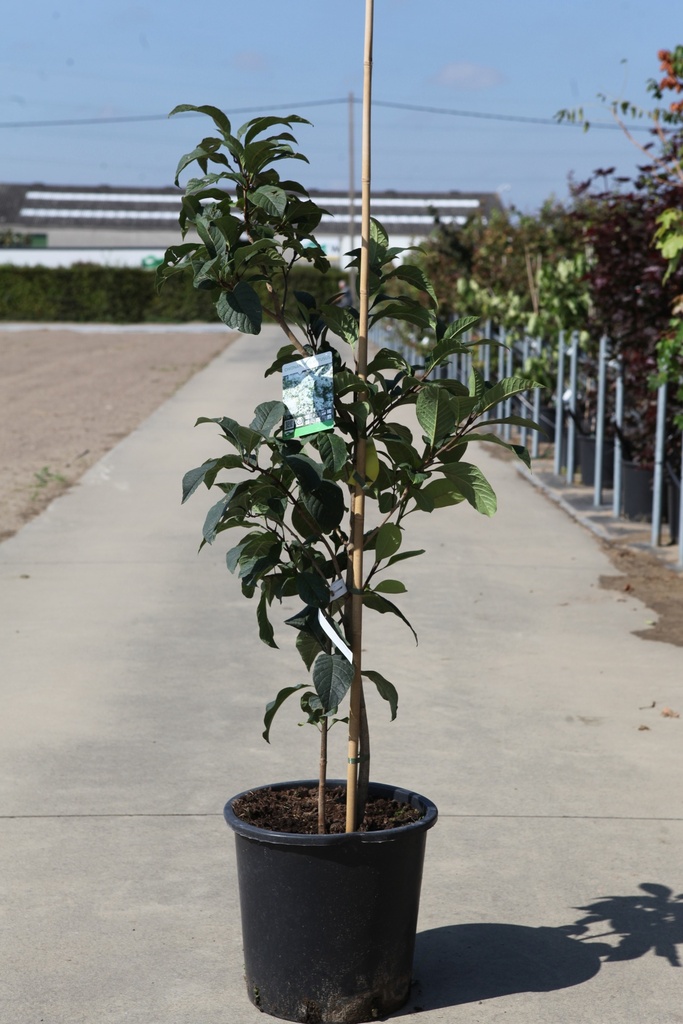 [P] Chionanthus retusus cont. 25L 125/+ cm