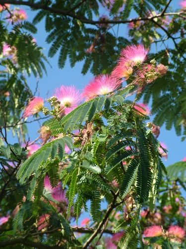 [P] Albizia julibrissin OMBRELLA cont. 18L half standard +p