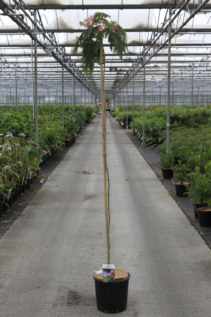 [P] Albizia julibrissin OMBRELLA cont. 18L half standard +p