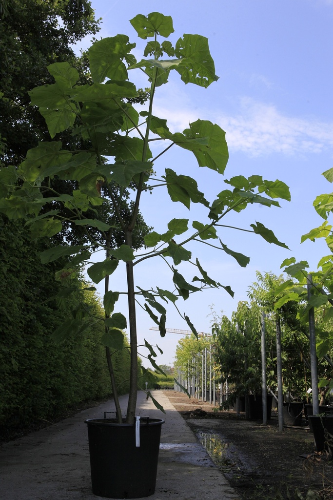 Paulownia tomentosa cont. 90L 200/+ cm cépée