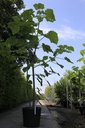 Paulownia tomentosa cont. 90L 200/+ cm multi-stem