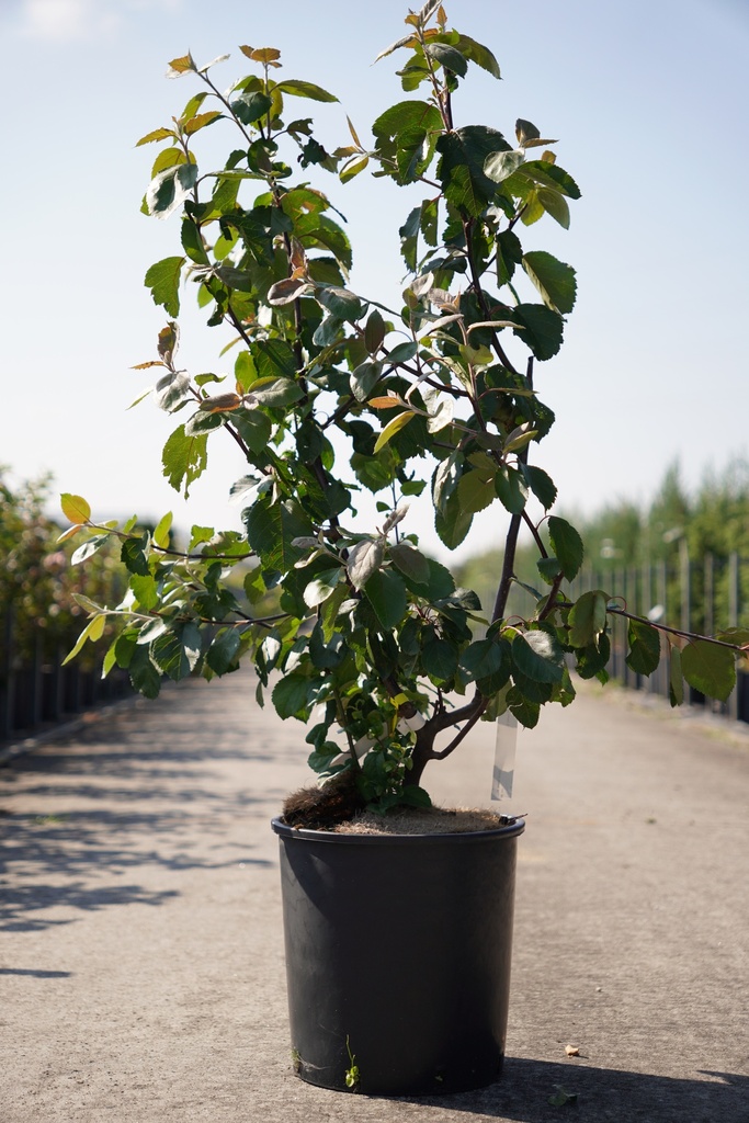 [P] Malus 'Brandy Magic' cont. 18L 100-125 cm +f