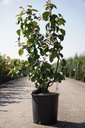 Malus 'Brandy Magic' cont. 18L 100-125 cm +f