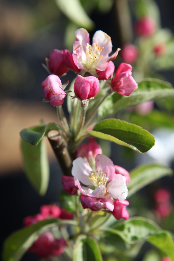[P] Malus 'Golden Hornet' cont. 18L 100-125 cm +ф