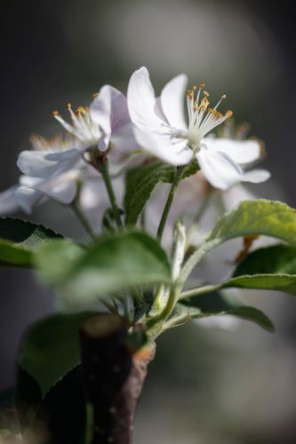 Malus 'Golden Hornet' cont. 18L 100-125 cm +f