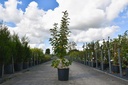 Malus 'Golden Hornet' cont. 18L 100-125 cm +f