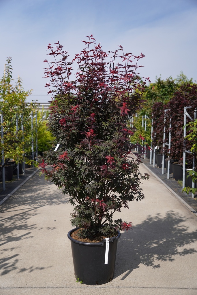 Malus 'Red Sentinel' Kont. 18L 100-125 cm +B
