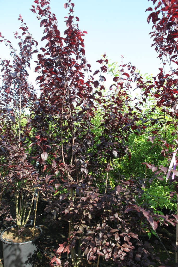 Prunus cerasifera 'Nigra' cont. 70L 200/+ cm multi-stem