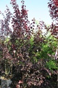 Prunus cerasifera 'Nigra' cont. 70L 200/+ cm multi-stem