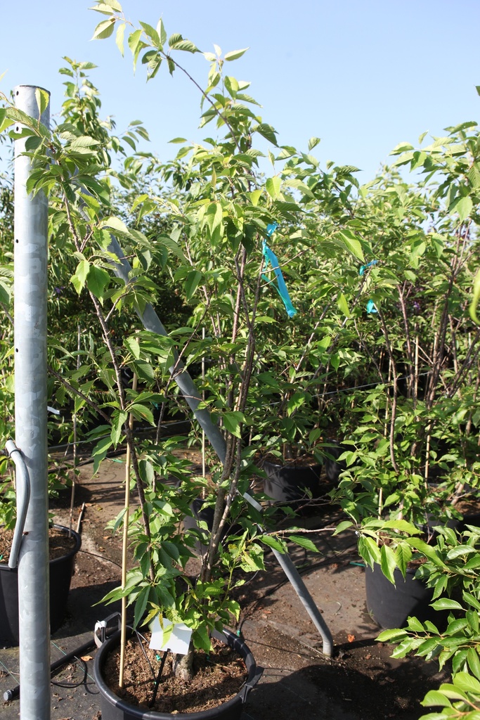 Prunus serrulata 'Shirotae' cont. 70L 200/+ cm multistam