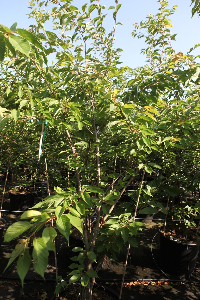 Prunus serrulata 'Shirofugen' cont. 90L 200/+ cm cépée